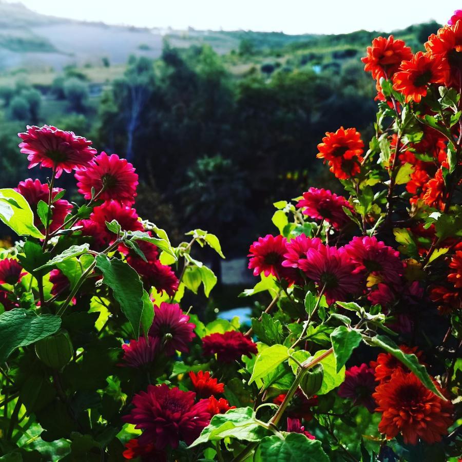 Quinta Do Vale Encantado "The Valley" - Santarem - Portugal Calhariz Εξωτερικό φωτογραφία